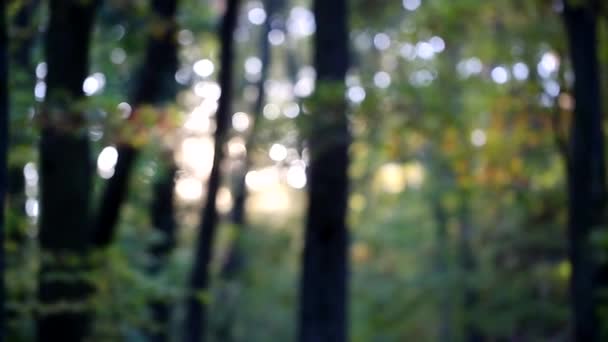 Se concentrer sur une lumière du soleil à travers les grands arbres — Video