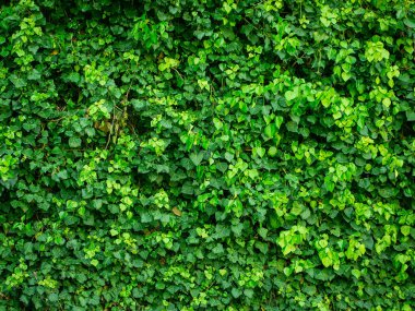 Yeşil sarmaşık arka plan