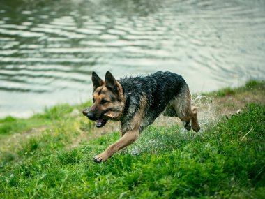 Islak çoban sopa ile çalıştırın