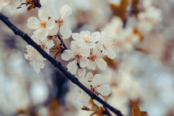 Frühlingsblüte in der Sonne — Stockfoto