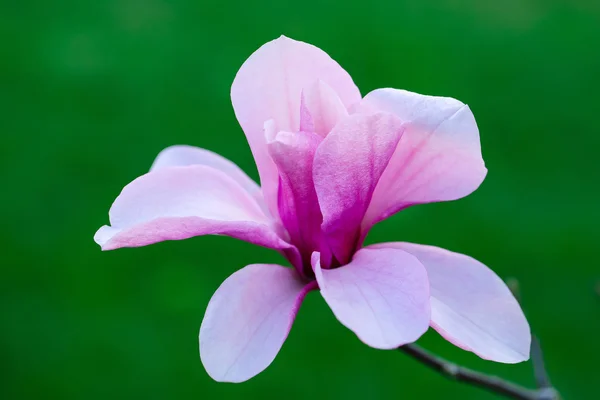Красивый цветок магнолии — стоковое фото