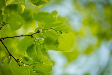 Ağaçtaki yeşil yapraklar