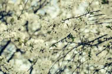 Bahar çiçeği güneşte