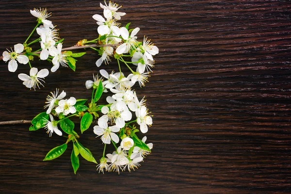 Білий вишні цвітіння — стокове фото