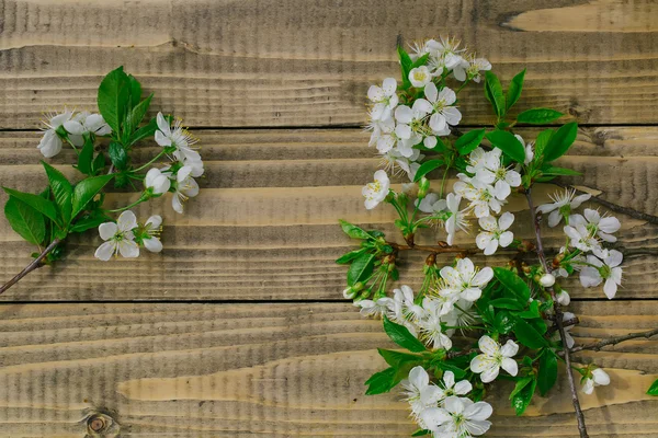 Blühende Zweige der Sakura — Stockfoto