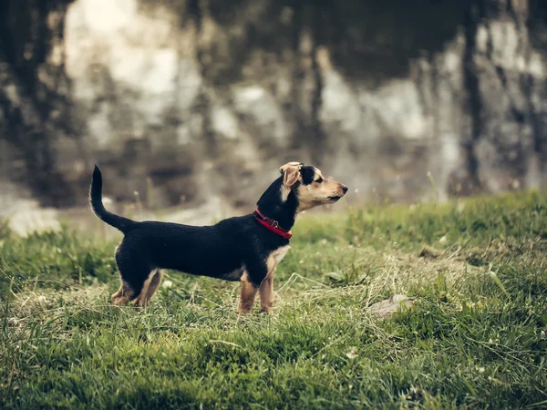 水の近くの草の上の黒犬 — ストック写真