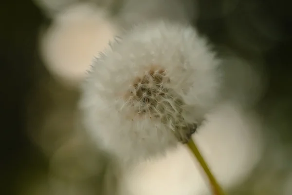 Witte pluizige paardebloem bloem — Stockfoto