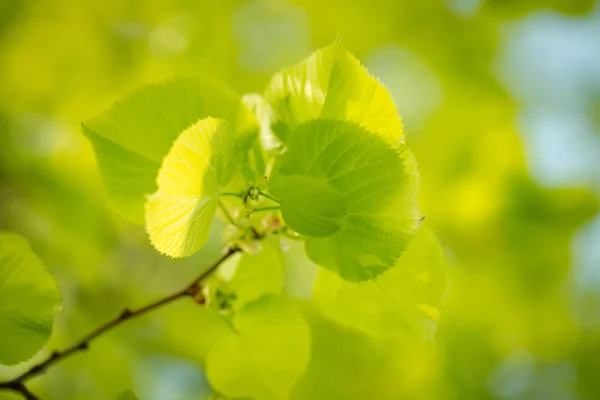 Folhas verdes na árvore — Fotografia de Stock