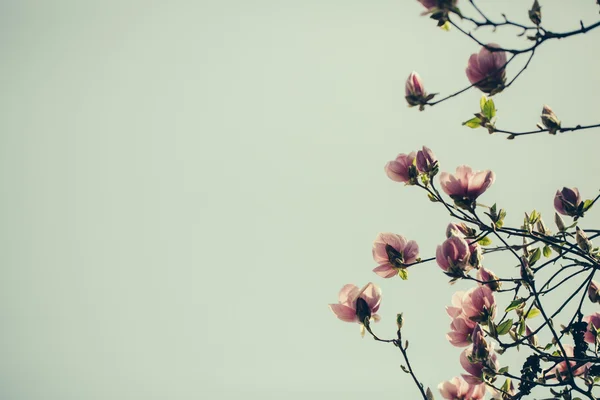 Rosa blühende Blumen — Stockfoto