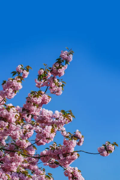 Wiosna blossom w słońcu — Zdjęcie stockowe