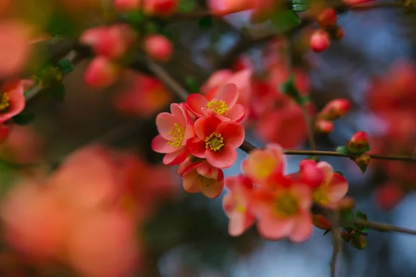 Beautiful quince flowers — Stock Photo, Image