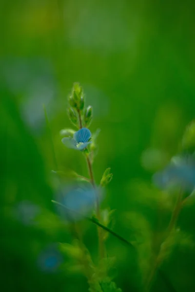 Small blue flower on green background Stock Picture