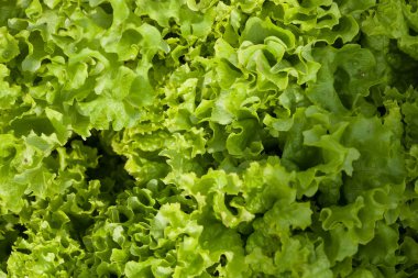 taze marul yaprakları