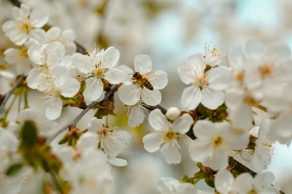 Biene in der Frühlingsblüte — Stockfoto