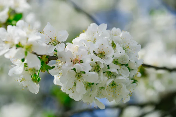 Weiße Blumen in Blüten — Stockfoto