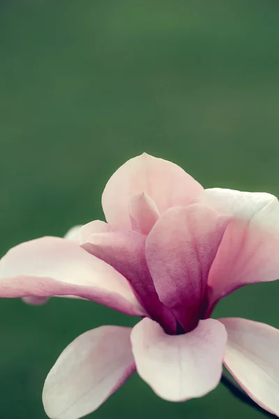 Gyönyörű magnólia virág — Stock Fotó