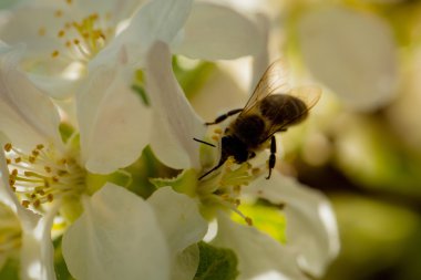 çiçek çiçek arıya 