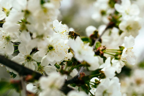 Abeja en flor de primavera — Foto de Stock