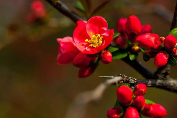 Brotes rojos y flores florecen — Foto de Stock