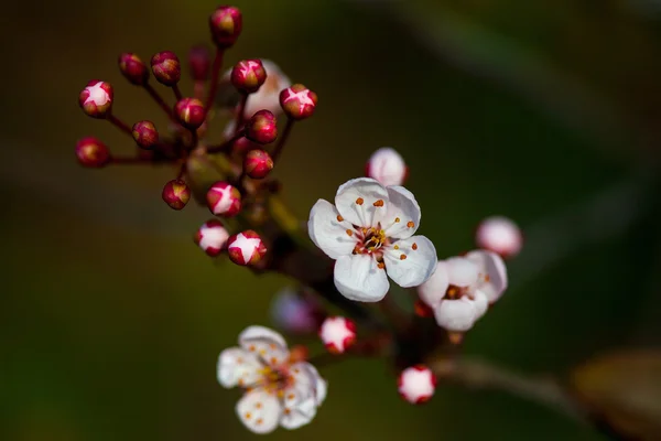 Flowers of cherry blossom — Stock Photo, Image