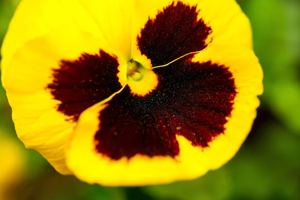 Flor marrón amarilla Heartsease floreciendo — Foto de Stock