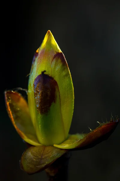 Young spring bud — Stock Photo, Image