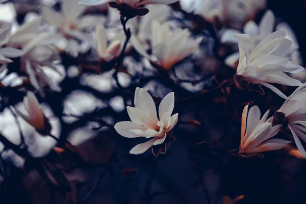 목련 꽃 꽃 — 스톡 사진