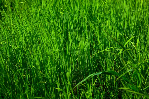 Primavera grama verde — Fotografia de Stock