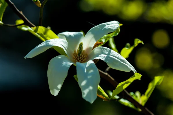 Magnolia bloemen bloeien — Stockfoto