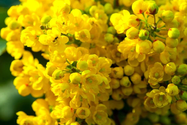 Yellow blossoming flowers — Stock Photo, Image