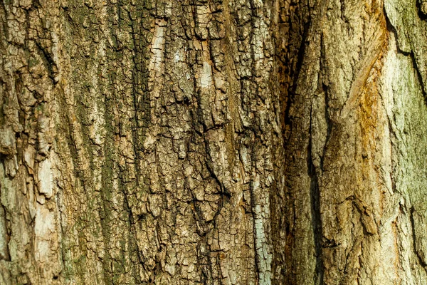 Old wood tree bark — Stock Photo, Image