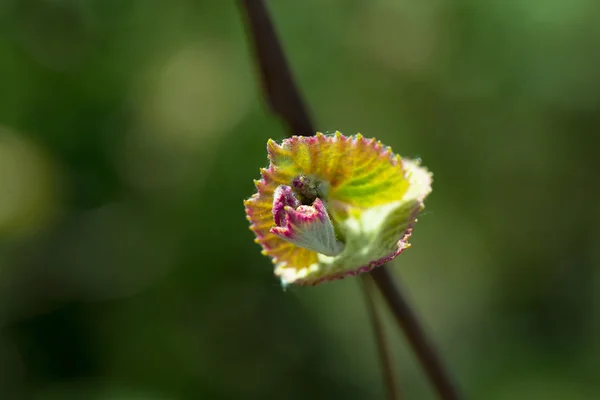 Flor de uva — Fotografia de Stock