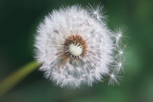 Karahindiba tohum üfleme — Stok fotoğraf