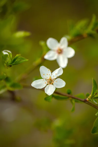 Zwei weiße Blüten — Stockfoto