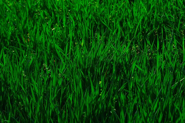 Tuore vihreä ruoho — kuvapankkivalokuva