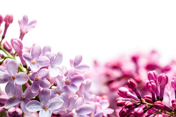 Beyazlar üzerinde yalıtılmış leylaklar