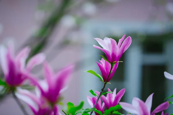 Flores púrpuras en el arbusto — Foto de Stock