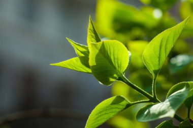 Yeni yaprakları ile yeşil şube