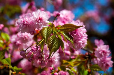 Pembe çiçek çiçek