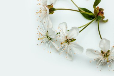 Beyaz izole kiraz çiçek