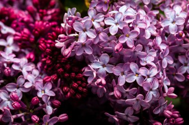 Leylak çiçekleri arka plan