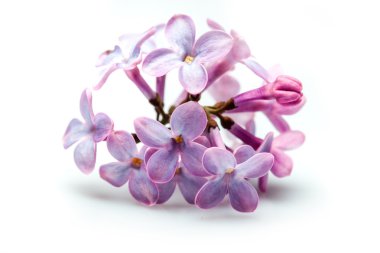 Beyazlar üzerinde yalıtılmış leylaklar