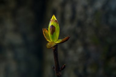 Genç bahar bud