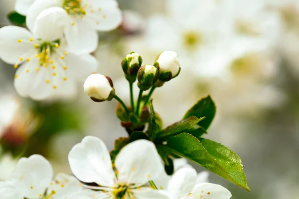 Frühlingsblüte in der Sonne — Stockfoto