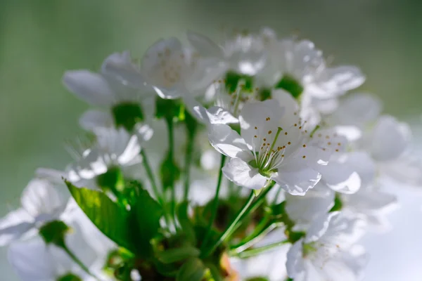 Flores blancas en flores —  Fotos de Stock