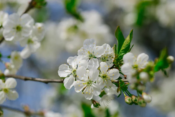 Weiße Blumen in Blüte — Stockfoto