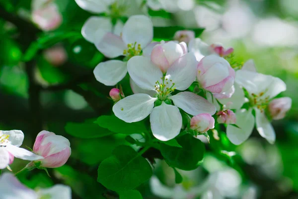 Blumen der Apfelbaumblüte — Stockfoto