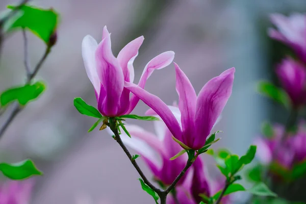 Fiori viola su cespuglio — Foto Stock