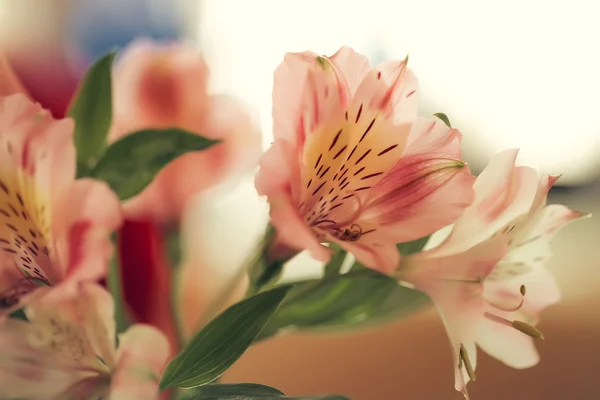Alstromeria rosa close-up — Fotografia de Stock