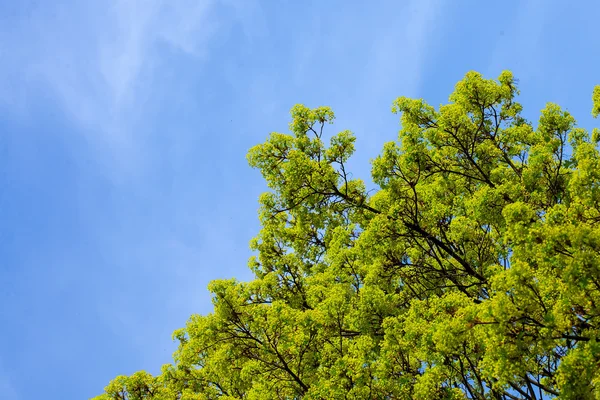 Topo da árvore florescente — Fotografia de Stock